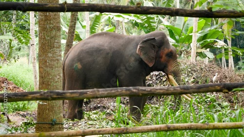 4k video of old indian elephant behind the wooden fence in elephant reserve at narional park in Sri Lanka photo