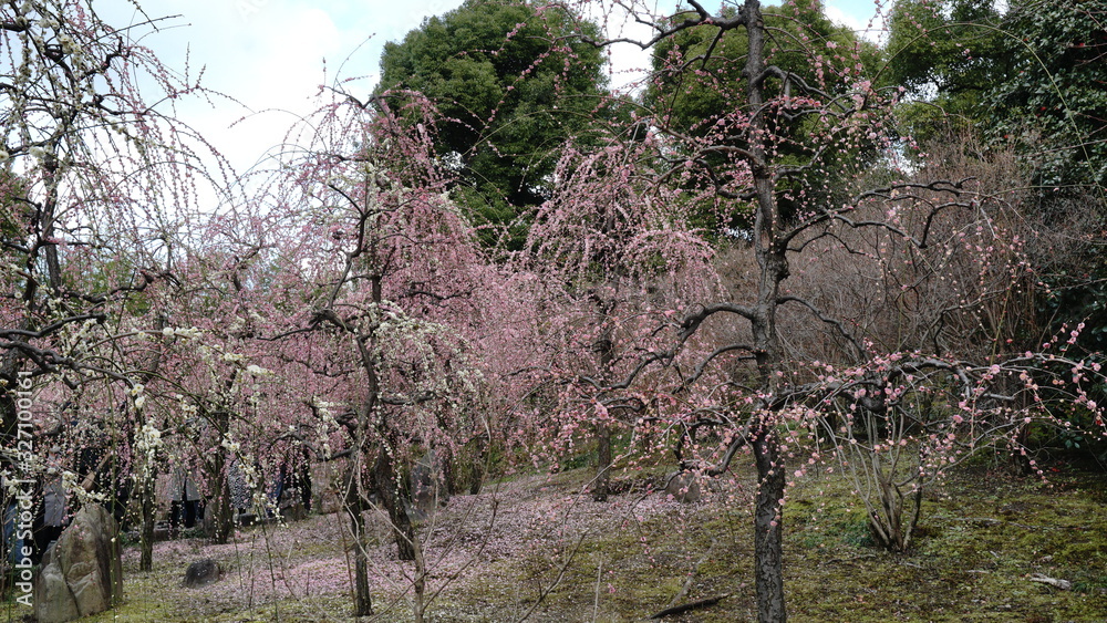 城南宮の枝垂れ梅