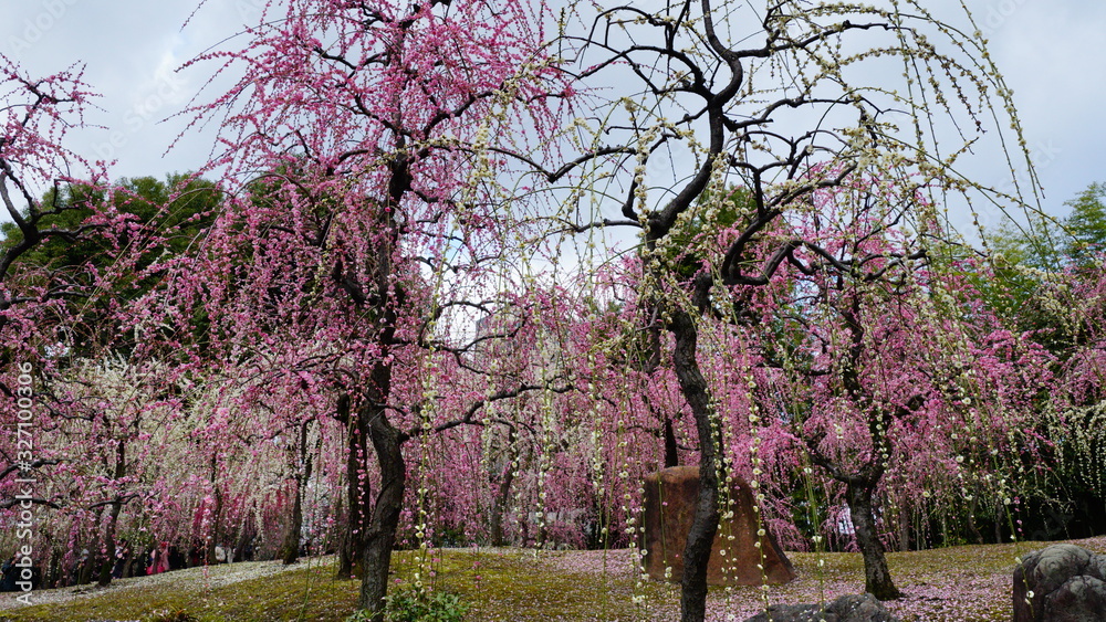 Fototapeta premium 城南宮の枝垂れ梅