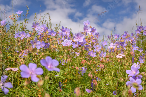 flowers geranium wildflower meadow sky blue
