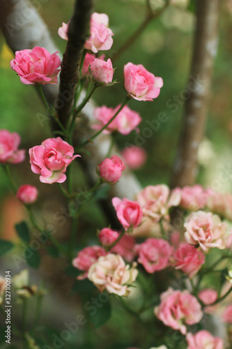 Pink roses with white color gradation growing in the garden. Pink flower background. Spring flowers. Floral backgrounds for card, mother's day, birthday, inspiraitonal etc. photo