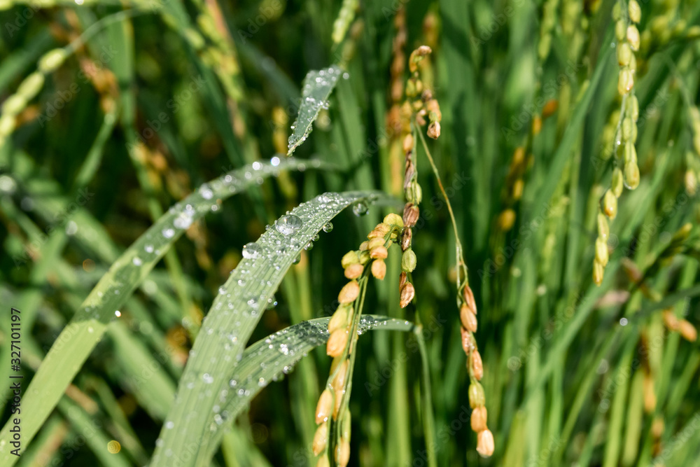 Ripe rice key with morning dew Ripe rice key with morning dew