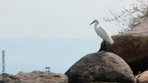 Heron bird rests on the shore of Israel's lake Kinneret. the bird stands on a rock near the shore and then flies away