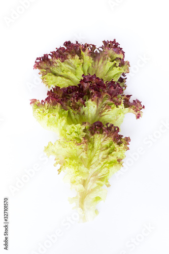 Red leaves lettuce isolated on white background. photo