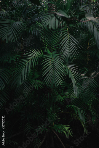 Green leaf background in the rainforest in krabi province  Thailand.