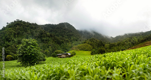 A house set in a valley in the middle of a lush forest in the north of Thailand.