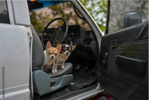 Two little dogs sat on the front seat of a car.