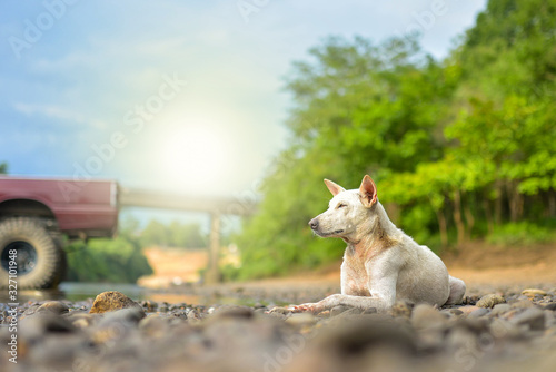 A white Thai dog lying on a rock by a river in Thailand.