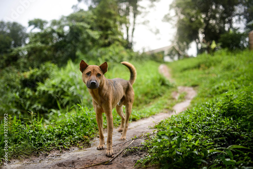 A thai breed dog a brown saddle walks on a forest path.
