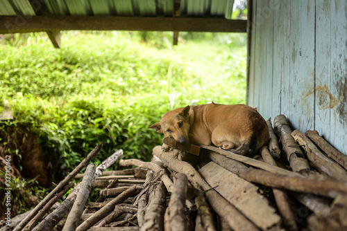 Little brown Thai dog, sadly lying on a pile of wood.