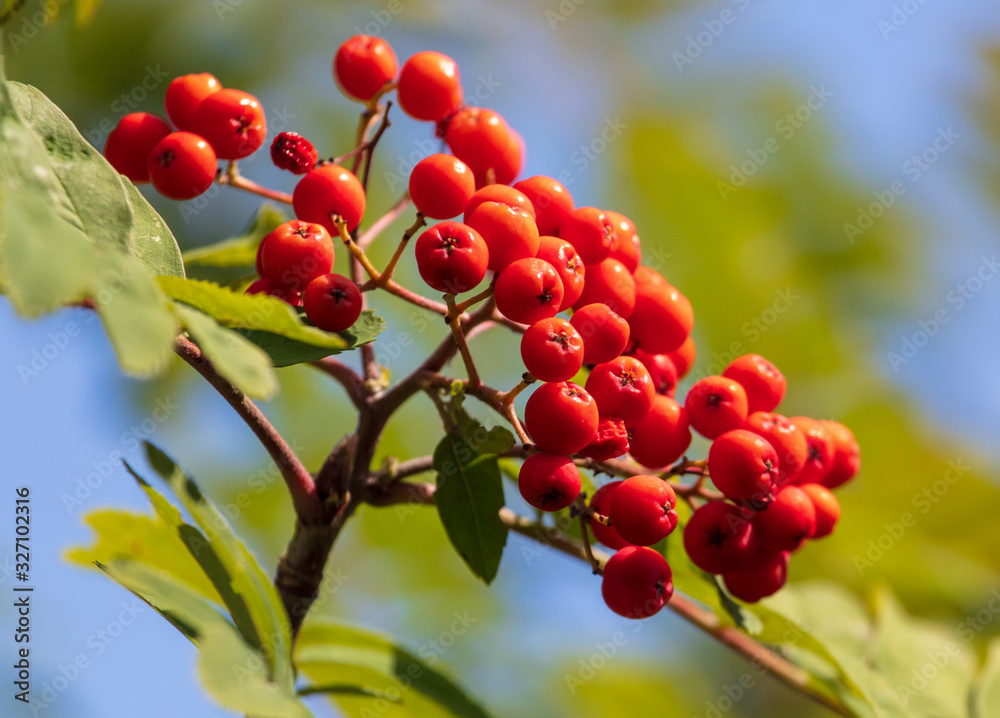 Red viburnum on the branches of a tree Red viburnum on the branches of a tree