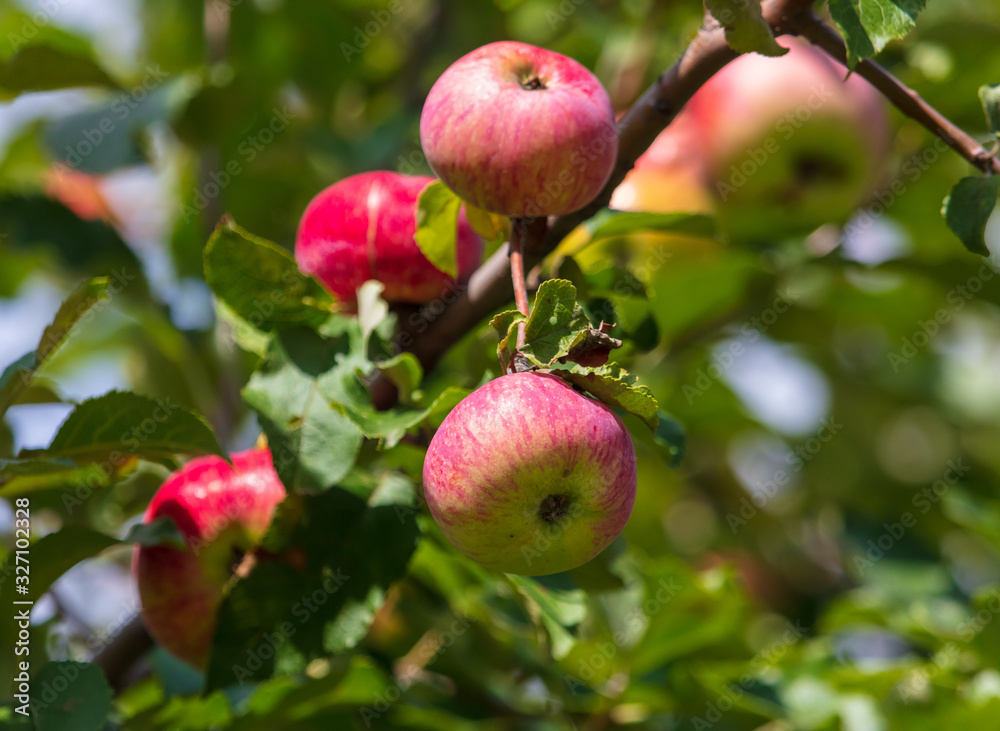 Ripe red apples on the branches Ripe red apples on the branches