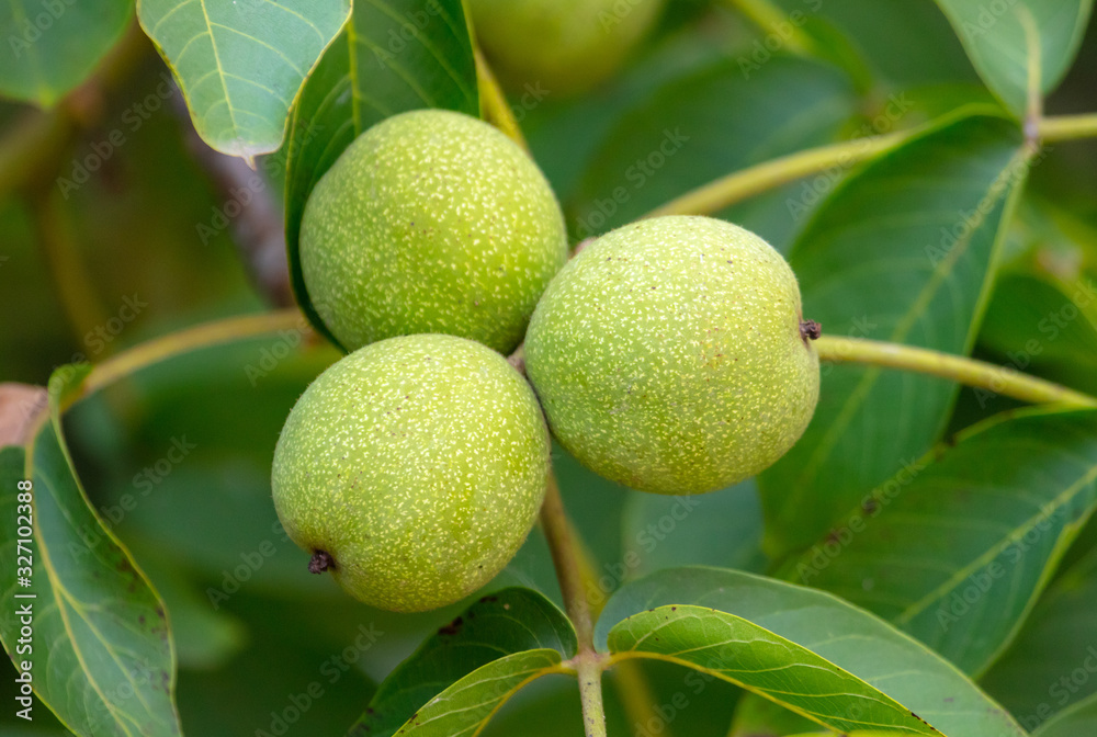 Green walnuts on the branches of a tree Green walnuts on the branches of a tree
