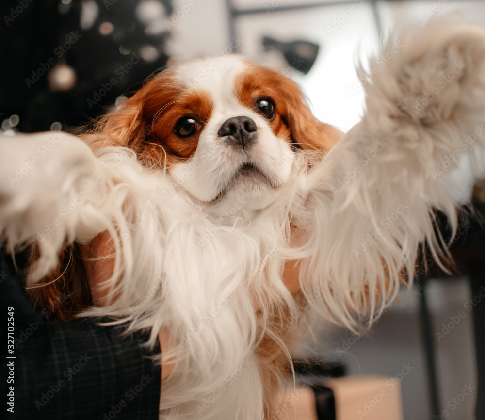 funny portrait of cavalier king charles spaniel dog indoors funny portrait of cavalier king charles spaniel dog indoors