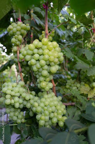 Wallpaper Mural Bunches of white grapes on a background of greenery. Natural background. Harvesting. Torontodigital.ca