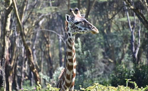 Giraffe in the African Bush  Face in Profile  Green Crater Lake  Kenya