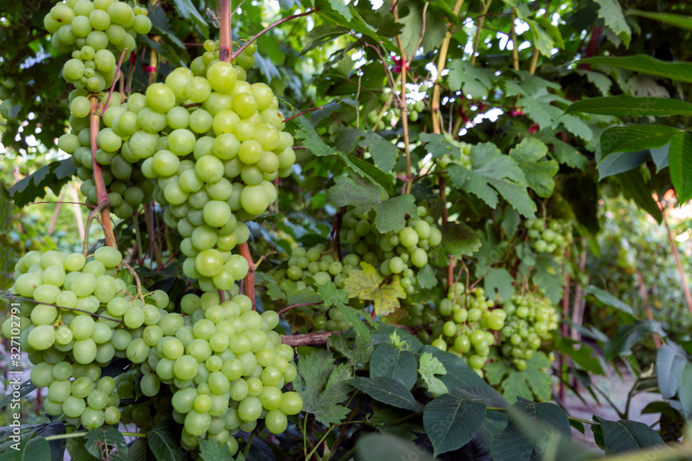 Many bunches of ripe white grapes are ready for harvest. Viticulture concept.
