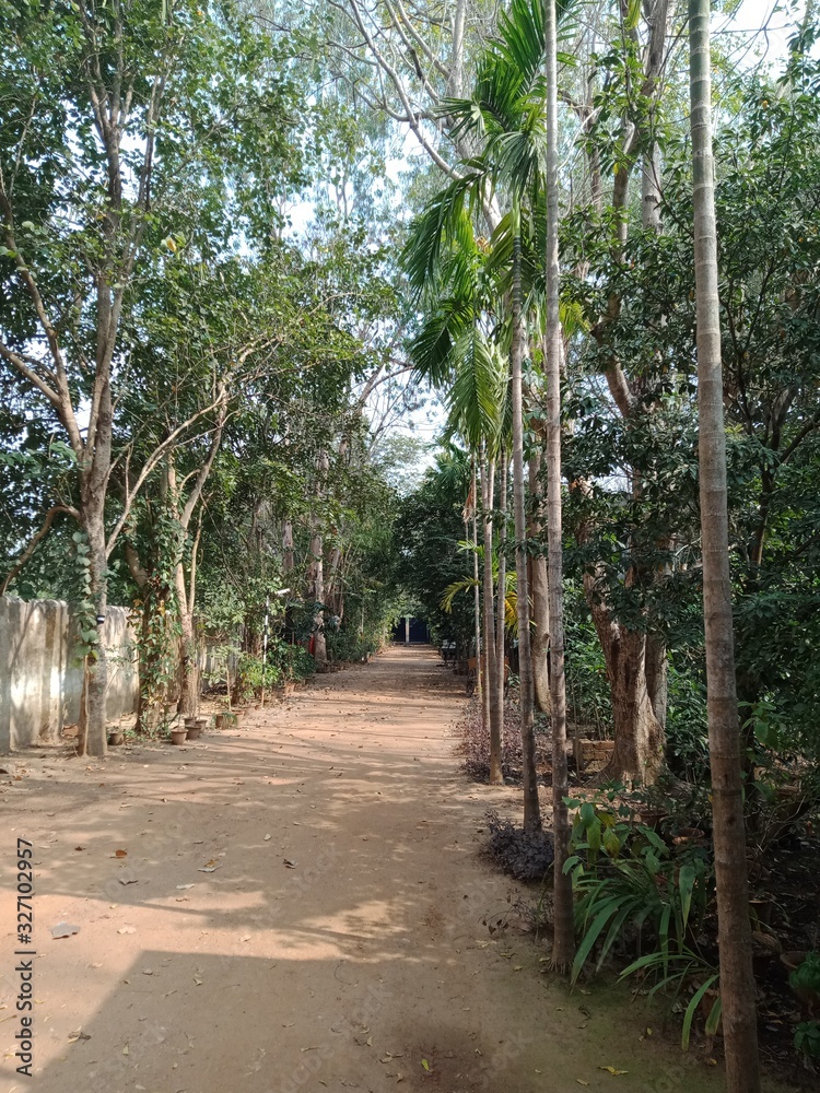 Obraz premium road in forest