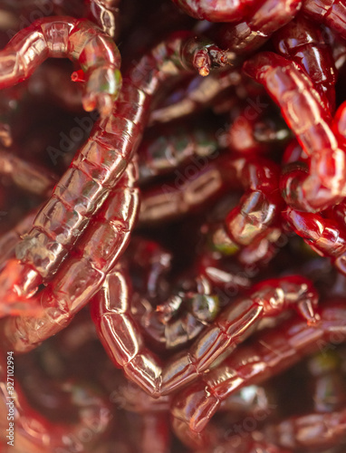 Red bloodworm worms as a background