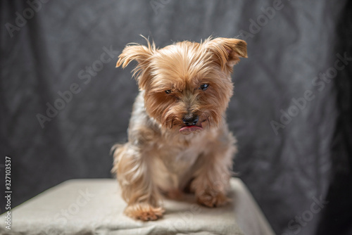 Yorkshire Terrier in the studio against a dark background. Photographed close-up.