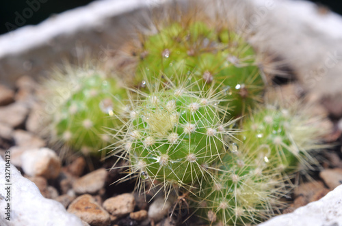 Close up of cactus with blurred background, Echinopsis calochlora K.Schum. photo