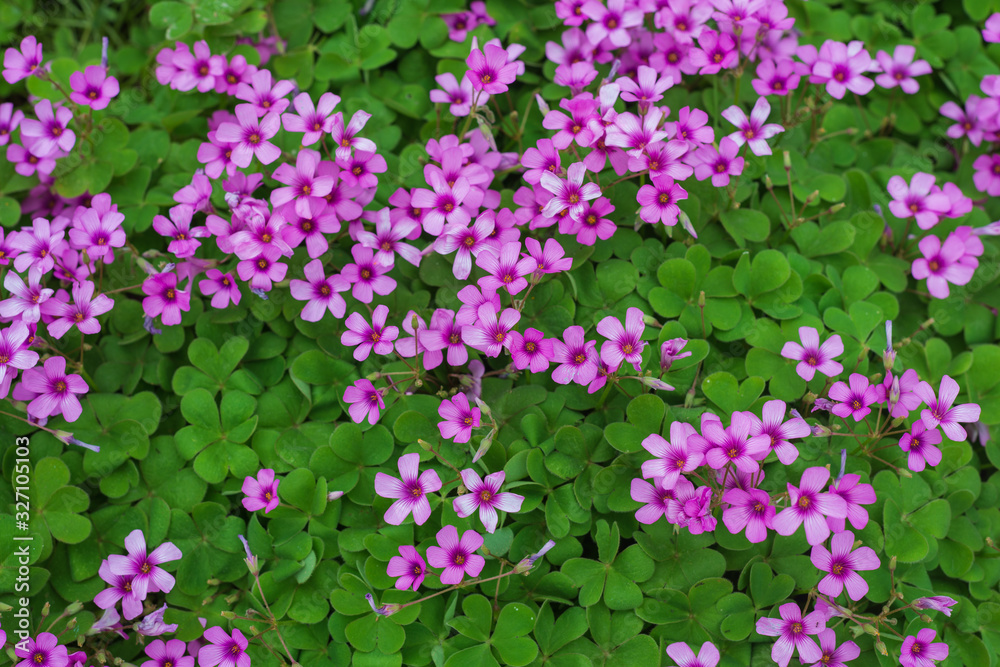 beautiful oxalis rubra for background
