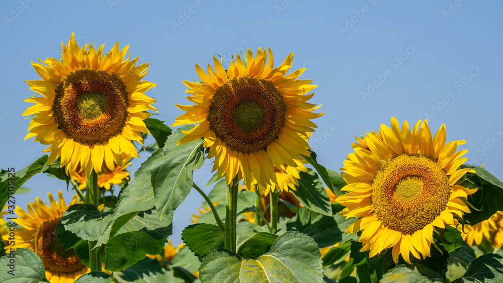 Yellow sunflowers. Wonderful rural landscape of sunflower field in sunny day Yellow sunflowers. Wonderful rural landscape of sunflower field in sunny day