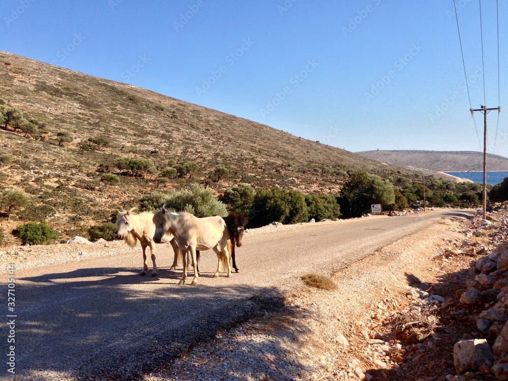 Skyros Greece horses