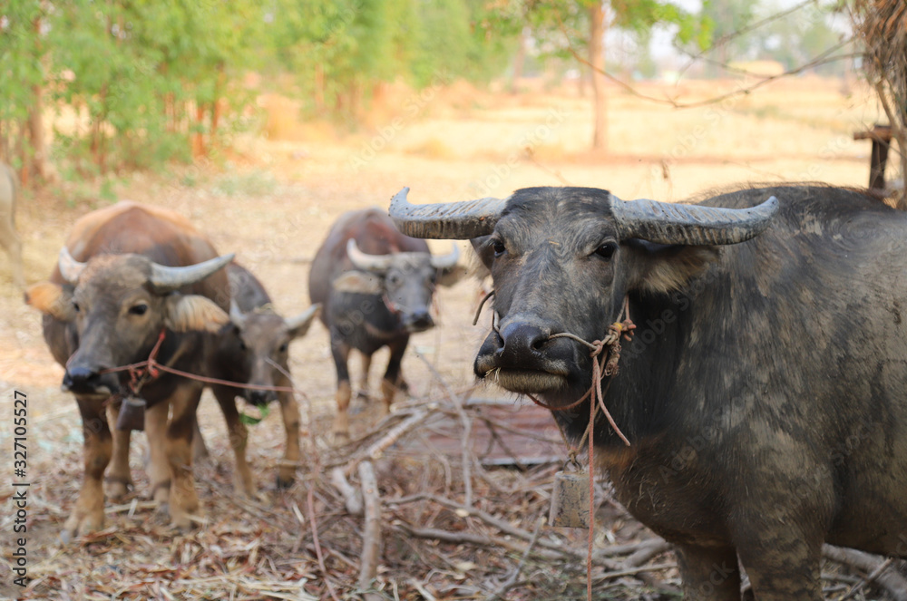 Closeup of big male domestic buffalo and herd with natural  background