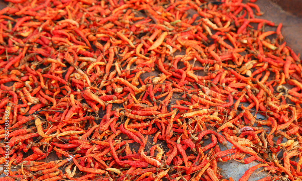 Fototapeta premium Closeup of organic red ripe chili drying under sunlight. 
