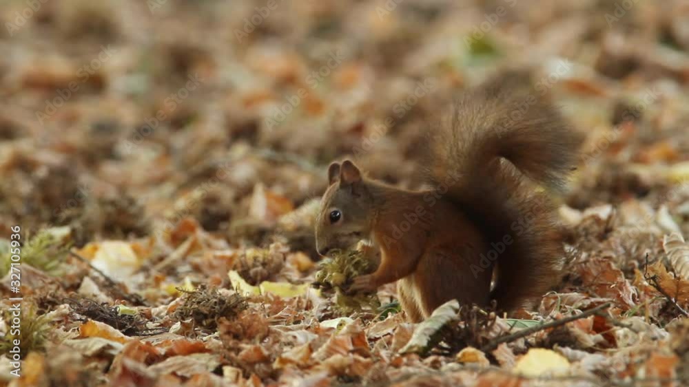 The red squirrel or Eurasian red squirrel (Sciurus vulgaris) in autumn The red squirrel or Eurasian red squirrel (Sciurus vulgaris) in autumn