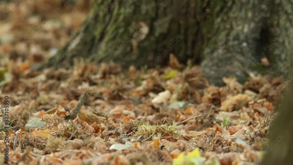 The red squirrel or Eurasian red squirrel (Sciurus vulgaris) in autumn The red squirrel or Eurasian red squirrel (Sciurus vulgaris) in autumn