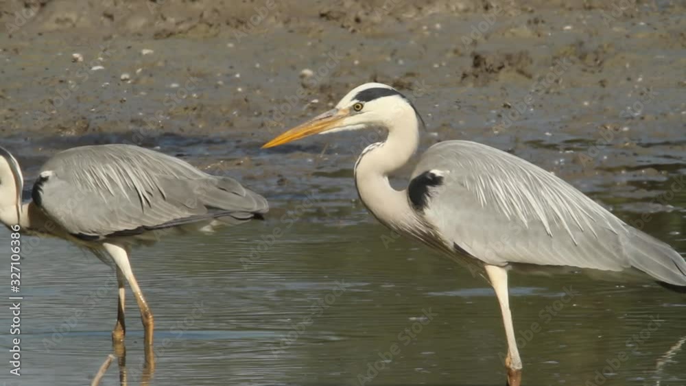 Grey heron hunting fish in Kopacki rit Nature park
