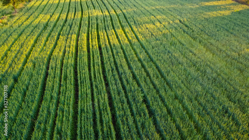 top view of wheat field 