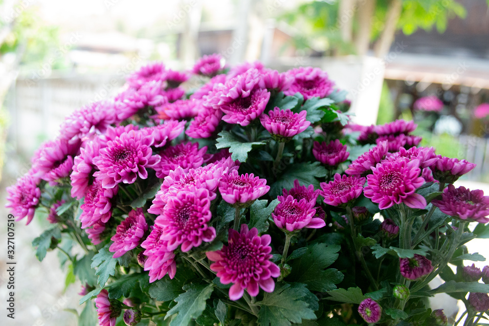 Purple flowers blooming in the flower buds. Purple flowers blooming in the flower buds.