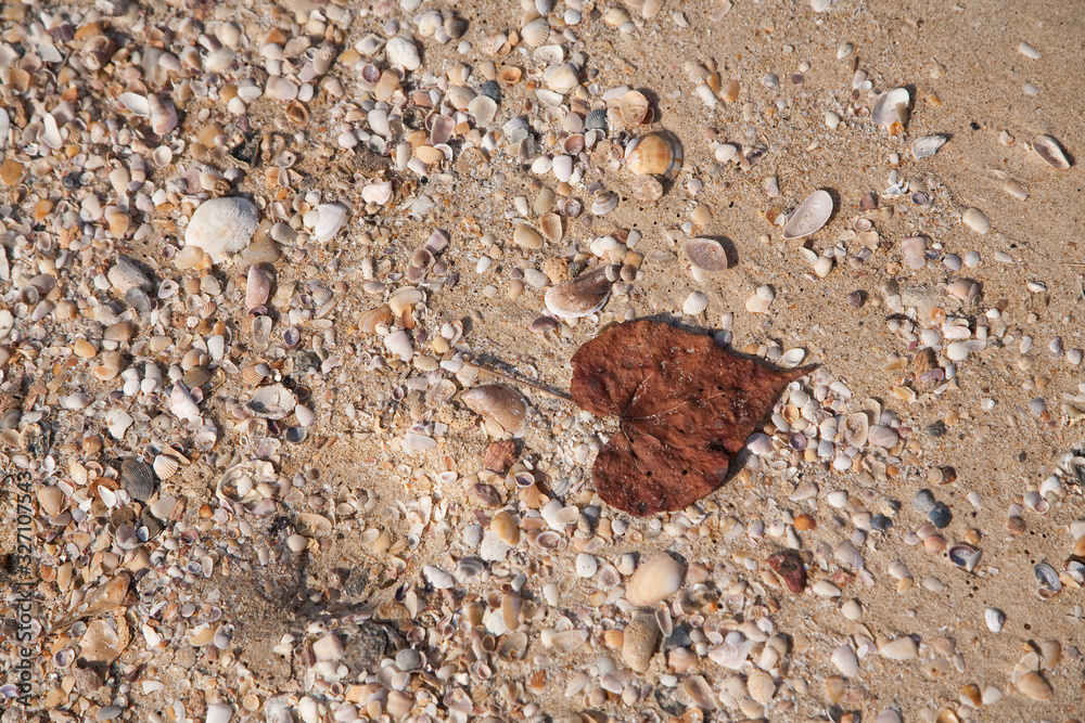 Close up shot of the heart shaped dry leaf lies on the sand with a lot of shells of the sea shore. Top view. Wallpaper. Close up shot of the heart shaped dry leaf lies on the sand with a lot of shells of the sea shore. Top view. Wallpaper.