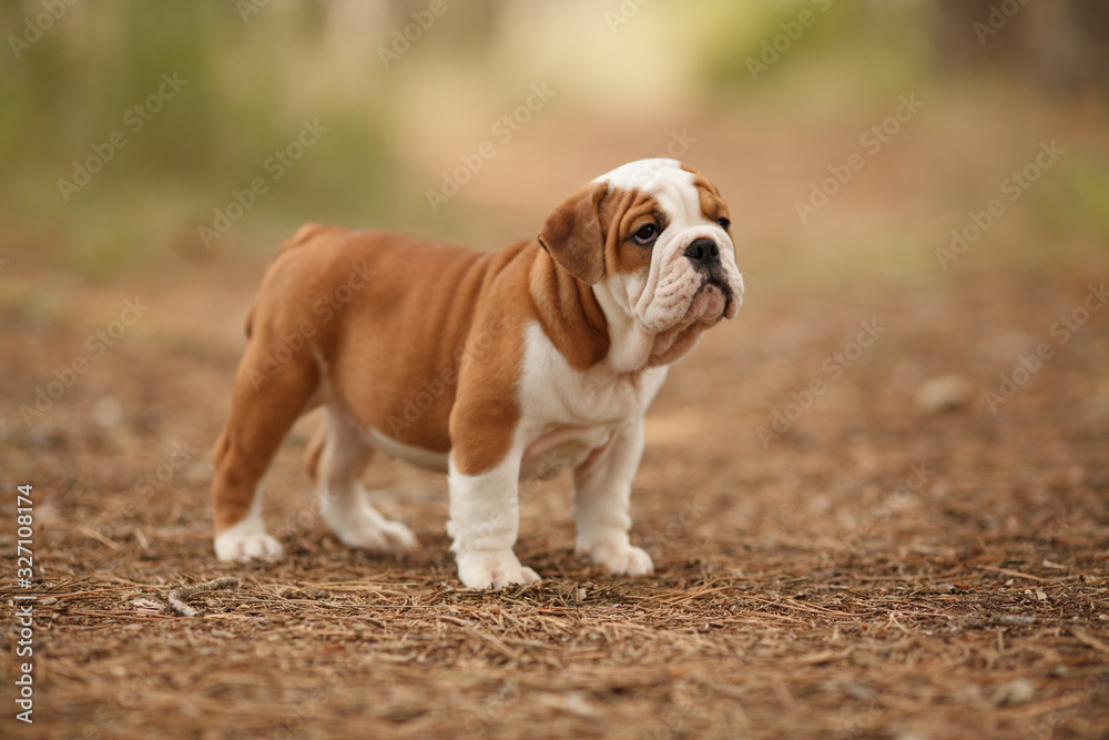 Obraz premium Cute English bulldog puppy of red and white color on a walk in the woods. Place for the inscription. Concept: veterinary medicine, breed, dog care.