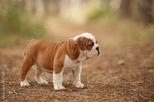 Cute English bulldog puppy of red and white color on a walk in the woods. Place for the inscription. Concept: veterinary medicine, breed, dog care.