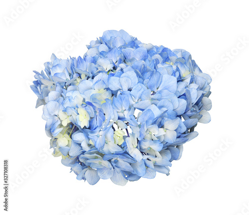 Tablou canvas Blue hydrangea flower