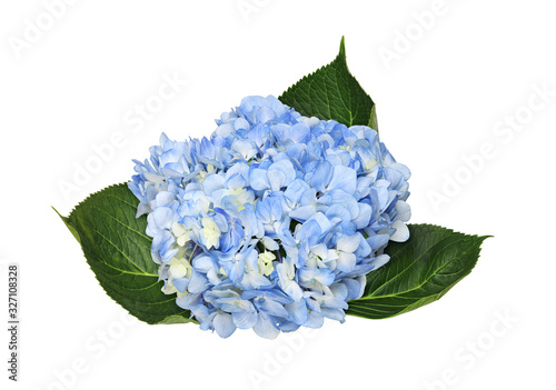 Blue hydrangea flower