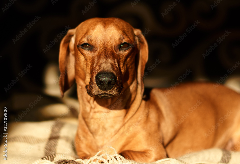 The red-haired dachshund dog lies at home on the floor and looks at the camera. Close-up.