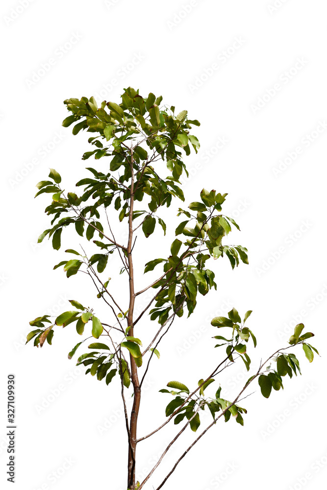 green tree branch isolated on white background