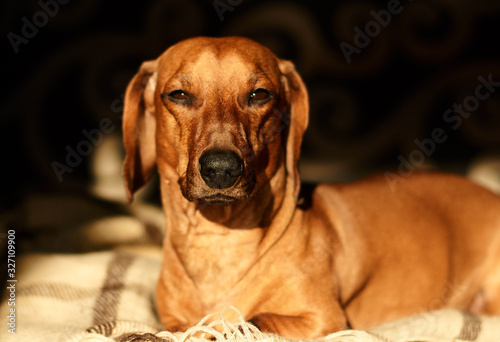 The red-haired dachshund dog lies at home on the floor and looks at the camera. Close-up.