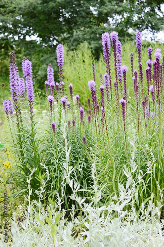 Closeup Liatris aspera known as rough with blurred background in garden