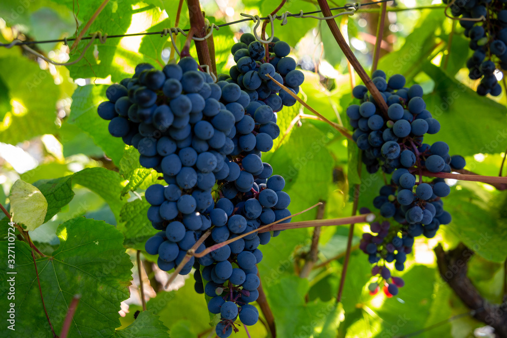 Bunches of dark grapes in the sun on a background of green leaves. Care for the vineyard. Viticulture concept.