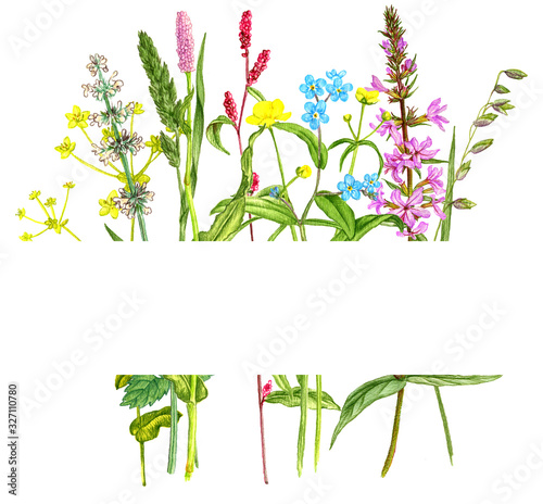 Background with wild plants and flowers