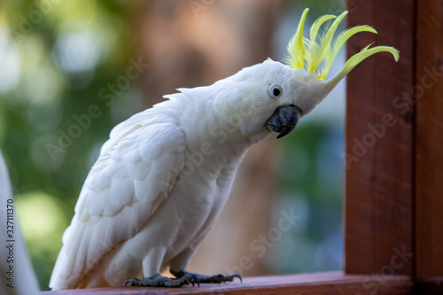 White Cockatoo
