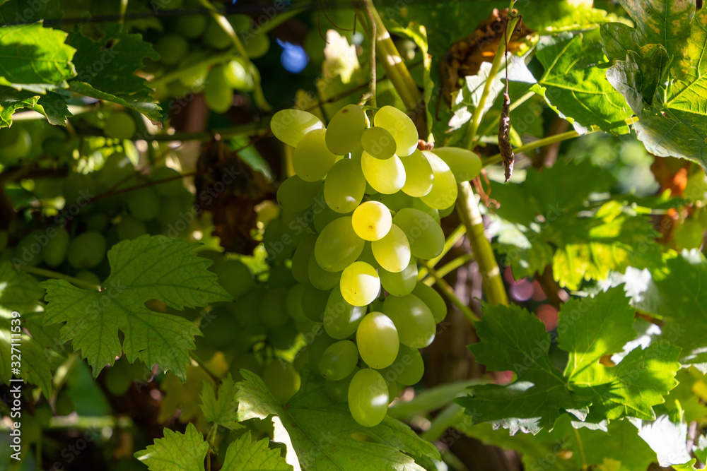 Bunch of green grapes ripen on the bright sun. Grapes shine beautifully in the sun