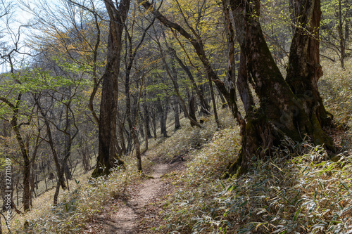 奥日光の春の登山道