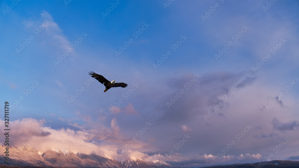 Eagle flying in over mountains in winter Eagle flying in over mountains in winter